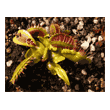 Dionaea 'Fused Tooth'