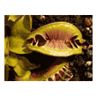 Dionaea 'Fused Tooth'