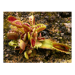 Dionaea 'Fused Tooth'