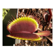 Dionaea 'Giant All Red'