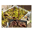 Dionaea 'Giant All Red'