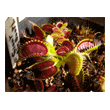 Dionaea muscipula