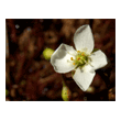 Drosera intermedia