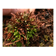 Drosera intermedia