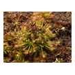 Drosera intermedia