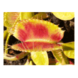 Dionaea 'Jumbo'
