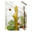 Sarracenia leucophylla