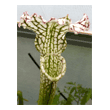 Sarracenia leucophylla