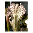 Sarracenia leucophylla