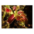 Dionaea muscipula