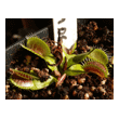 Dionaea muscipula