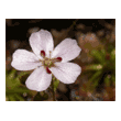 Drosera manii