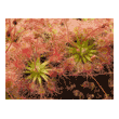 Drosera manii