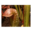  Sarracenia minor