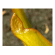  Sarracenia minor