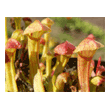  Sarracenia oreophila