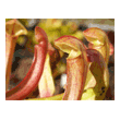  Sarracenia oreophila