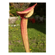  Sarracenia oreophila