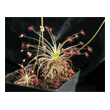 Drosera paradoxa