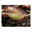 Drosera prolifera