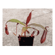 Nepenthes 'Rebecca Soper'