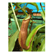 Nepenthes 'Rebecca Soper'