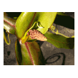 Nepenthes 'Rebecca Soper'