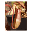 Nepenthes 'Rebecca Soper'