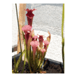 Sarracenia x Redneck