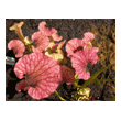  Sarracenia x Redneck