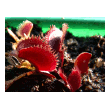 Dionaea 'Red Saw Tooth'