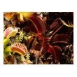 Dionaea 'Red Saw Tooth'
