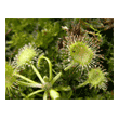 Drosera rotundifolia