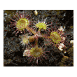 Drosera rotundifolia