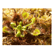 Drosera rotundifolia