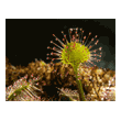 Drosera rotundifolia