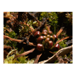 Drosera rotundifolia