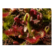 Drosera rotundifolia