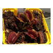 Dionaea 'Ruby Red'