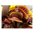 Dionaea 'Ruby Red'