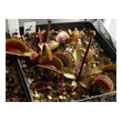 Dionaea 'Ruby Red'