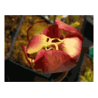 Fleur de Sarracenia