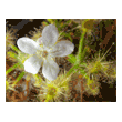 Drosera scorpiode