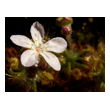 Drosera scorpioides