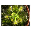 Drosera scorpiode