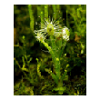 Drosera scorpiode