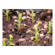 Drosera scorpiode