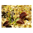 Dionaea 'Shark Teeth'