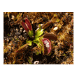 Dionaea 'Shark Teeth'