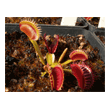 Dionaea 'Shark Teeth'